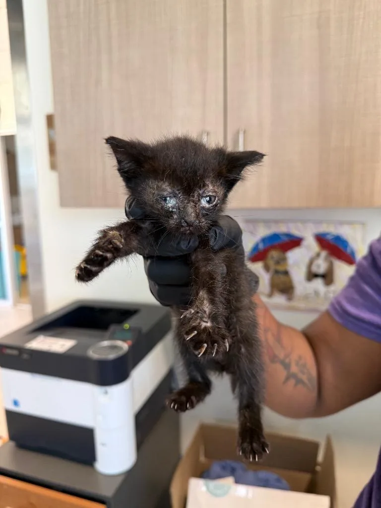 A baby small-sized female Domestic Short Hair cat named Luna for adoption in Bossier City, LA