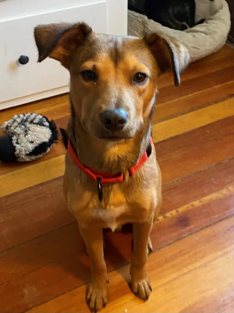 An adult medium-sized male Shepherd dog named Happy for adoption in Brooklyn Center, MN