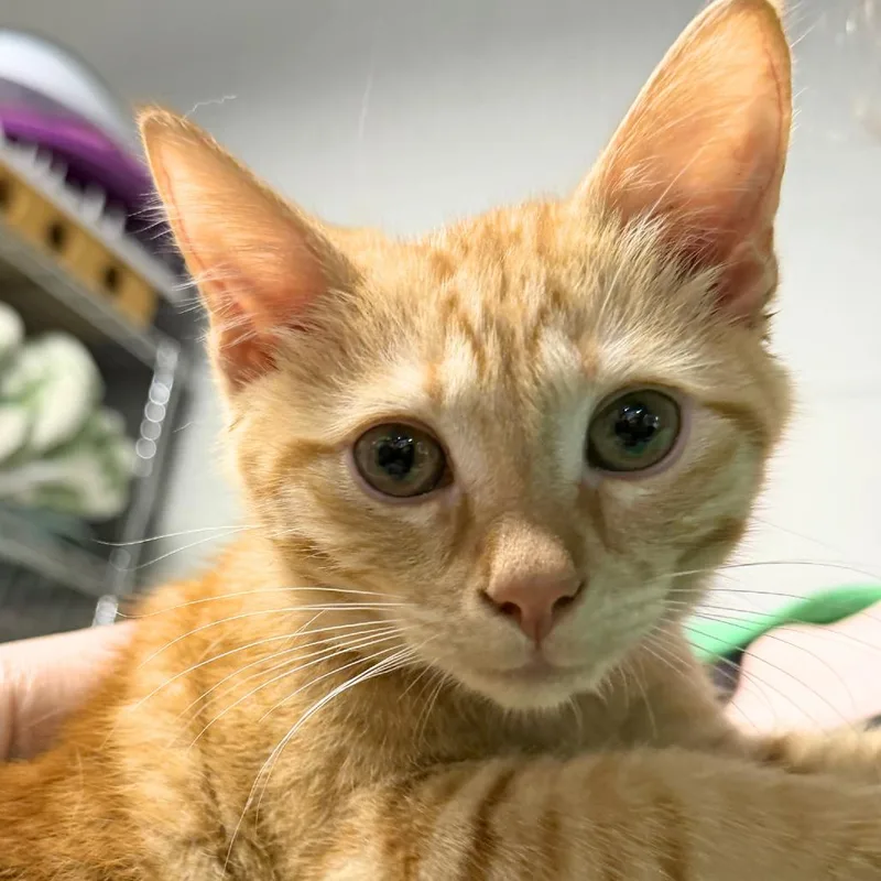 A baby small-sized male Orange / Red Domestic Short Hair cat named Dylan Avail  at for adoption in Kennebunk, ME