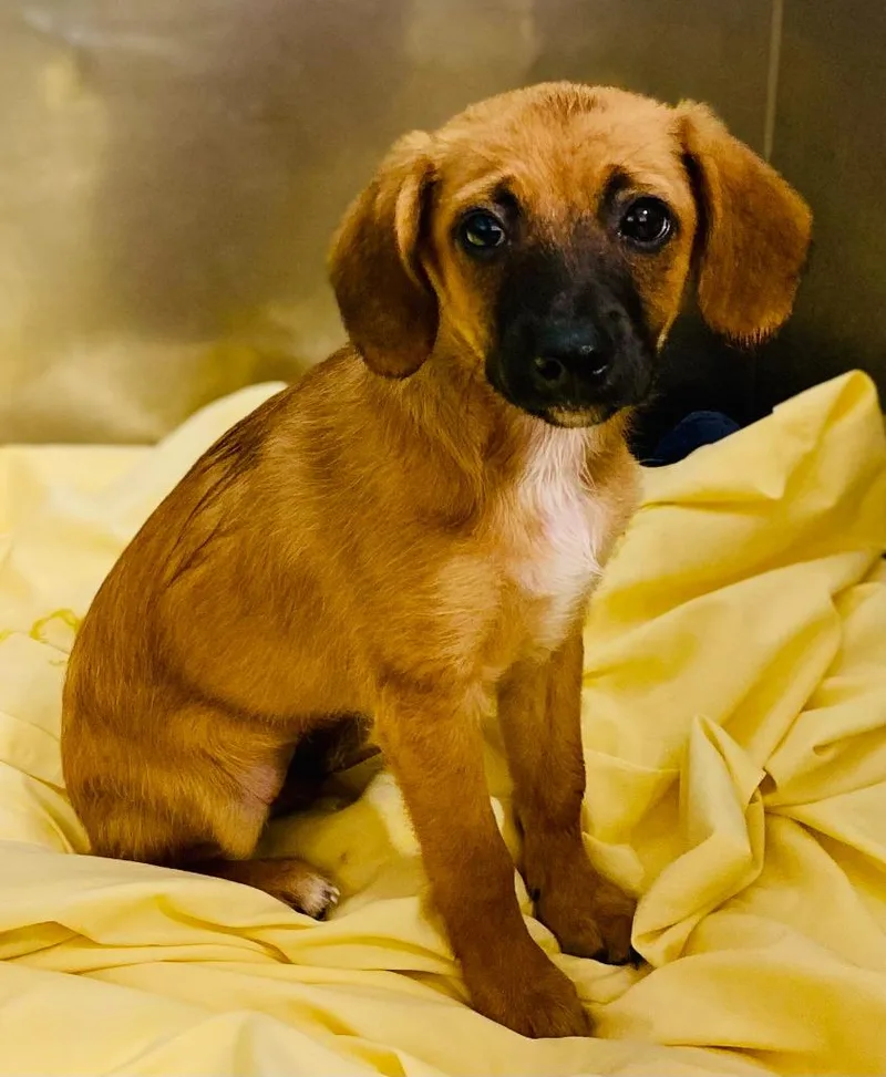 A baby large-sized male Mixed Breed dog named Hamilton for adoption in Chickamauga , GA
