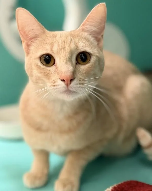 An adult small-sized female Domestic Short Hair cat named Sunshine for adoption in Novato, CA