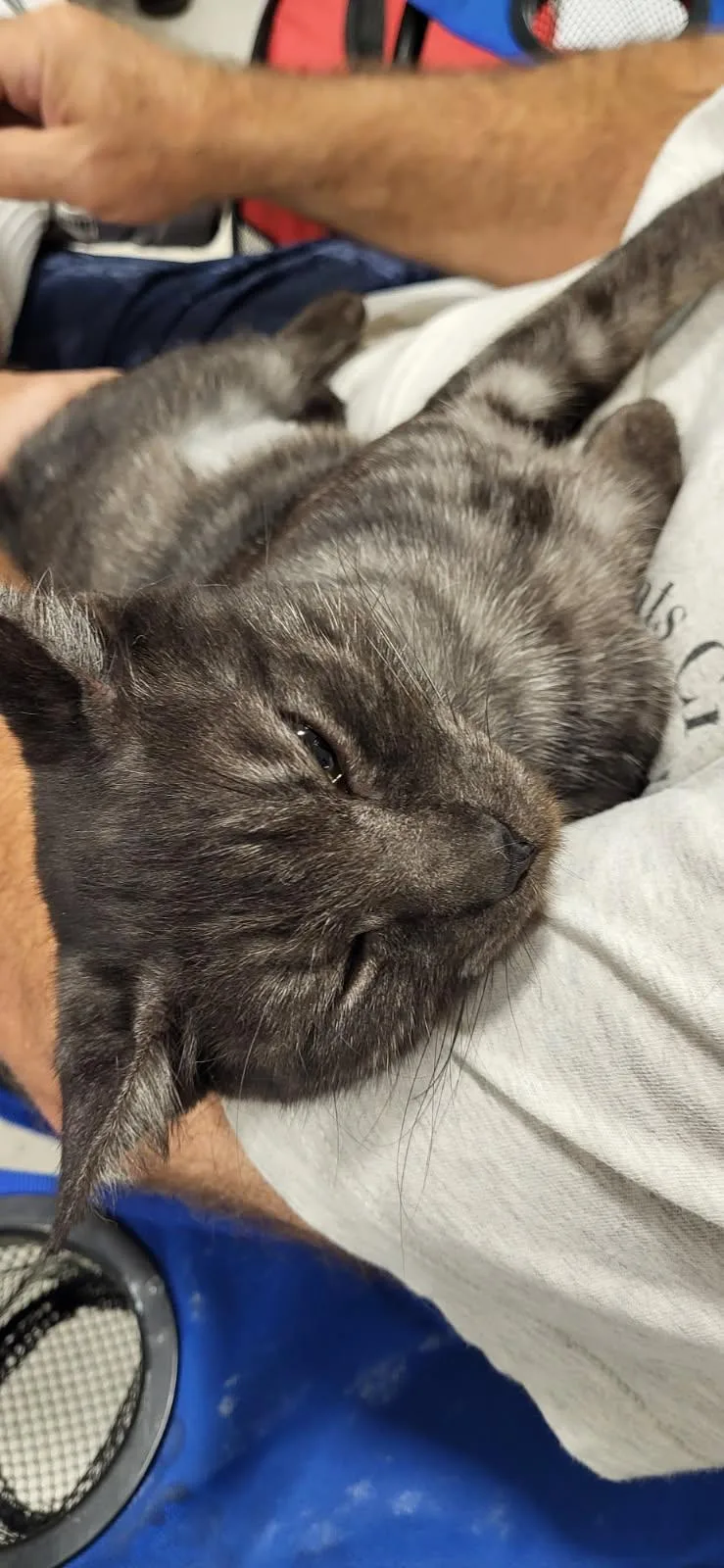 A young medium-sized female Tabby (Brown / Chocolate) Domestic Short Hair cat named Brinn for adoption in Richmond, VA