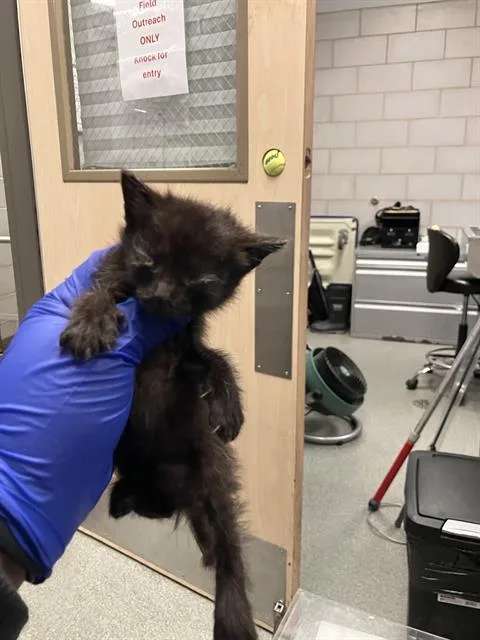A baby medium-sized male Domestic Short Hair cat named Retro for adoption in Dallas, TX