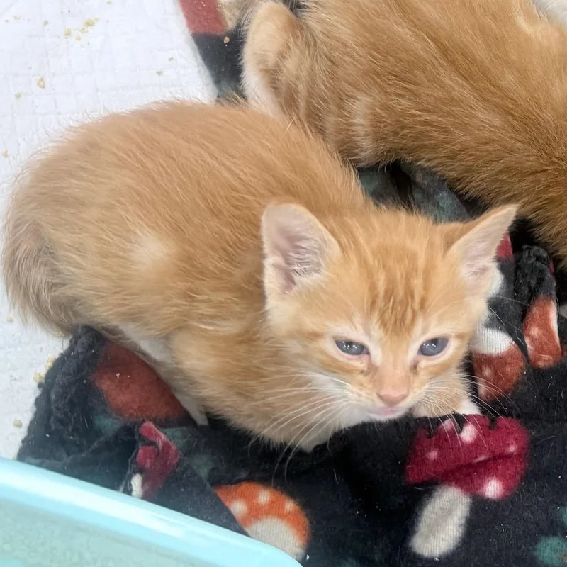 A baby small-sized male Orange / Red Domestic Short Hair cat named Mango for adoption in Jupiter, FL