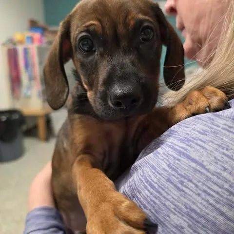 A baby small-sized male Yellow / Tan / Blond / Fawn Mixed Breed dog named Farley for adoption in Fredericksburg, VA