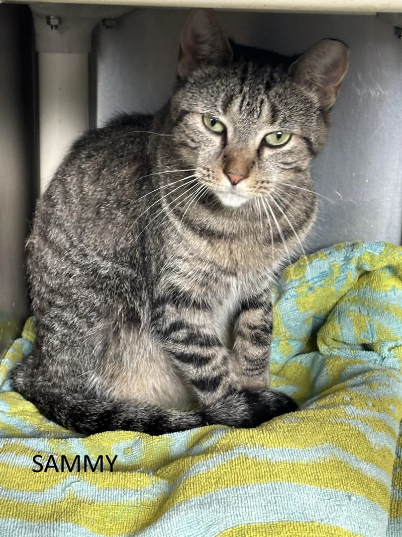A young medium-sized female Tabby (Brown / Chocolate) Domestic Short Hair cat named Sammy for adoption in Vernon, NJ