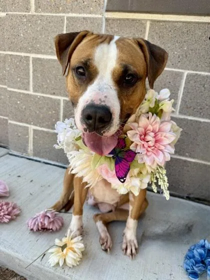 An adult large-sized female Pit Bull Terrier dog named Erin for adoption in Atlanta, GA