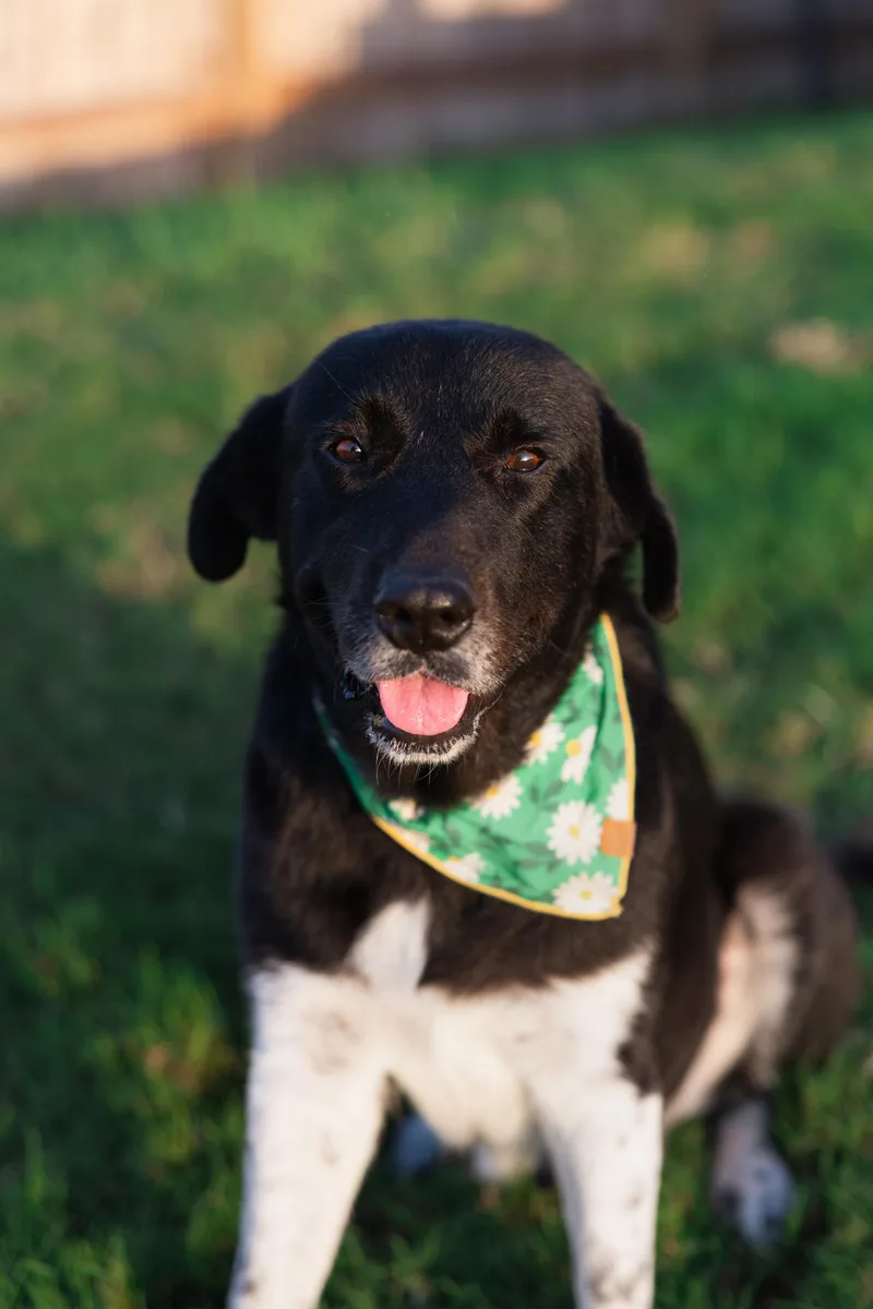Remington thumbnail 2