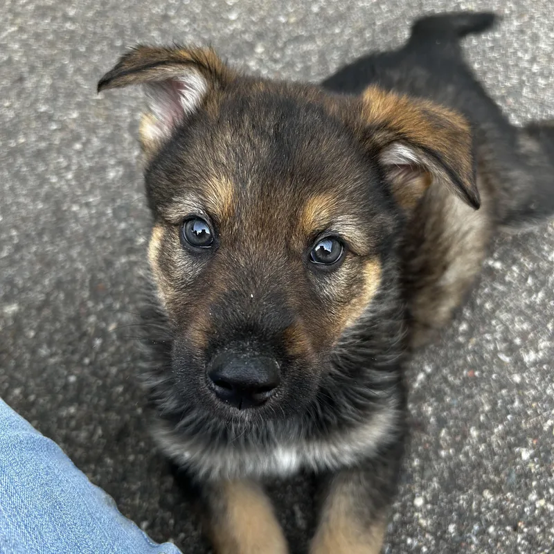 Jax