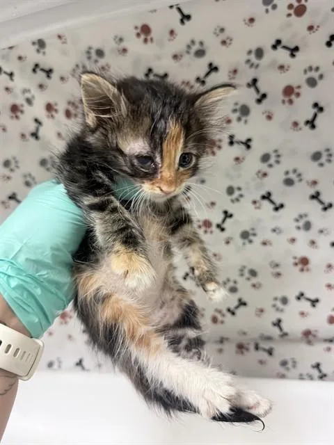A baby small-sized female Domestic Short Hair cat named A for adoption in Riverside, CA