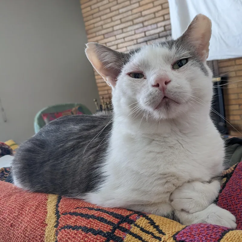A senior large-sized male Gray & White Tabby cat named Bill for adoption in Hyattsville, MD