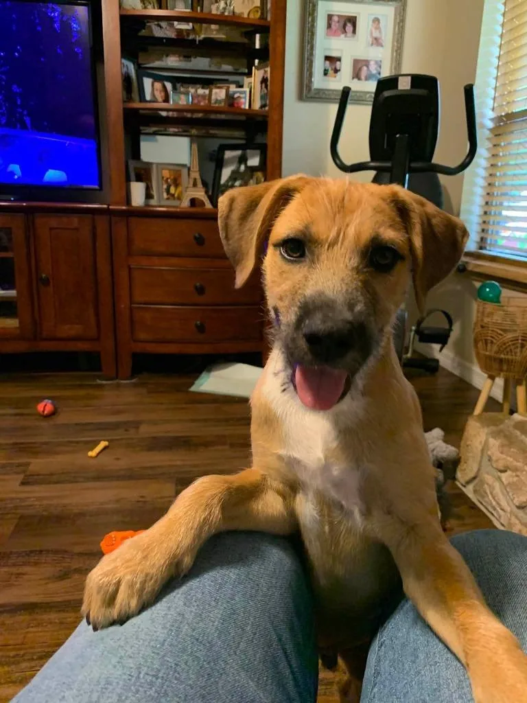 A baby medium-sized male Mixed Breed dog named Mikey for adoption in Orlando, FL