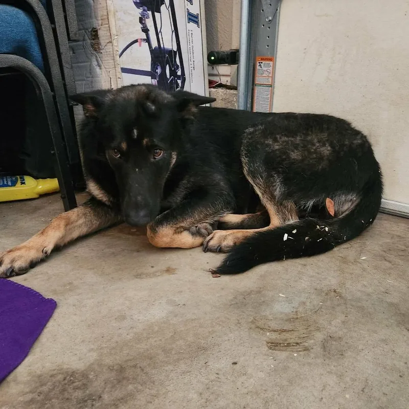 An adult large-sized female Black German Shepherd Dog dog named Juniper Lynn for adoption in Hackett, AR
