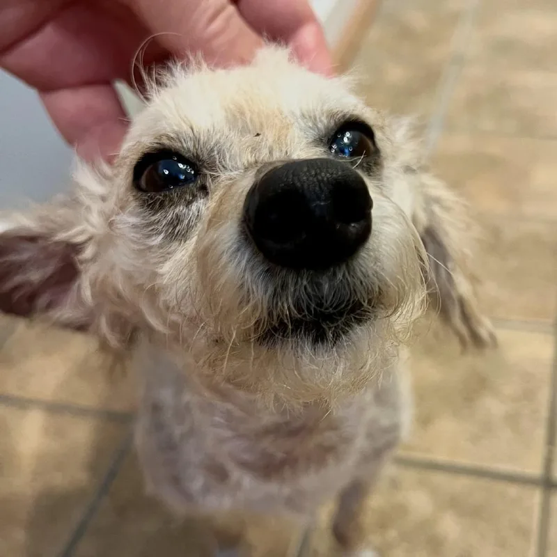 An adult small-sized male Miniature Poodle dog named Mickey for adoption in Hillsborough, NC