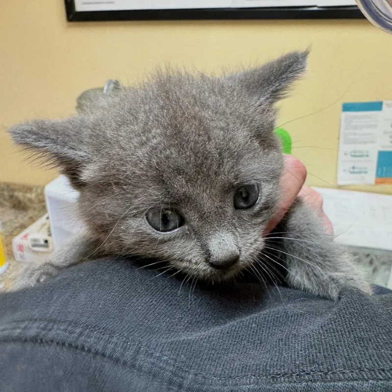 A baby small-sized male Gray / Blue / Silver Domestic Short Hair cat named Blue for adoption in Corinth, MS
