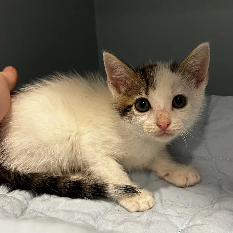 A baby small-sized male White Domestic Short Hair cat named Nickel Pickle for adoption in Chattanooga, TN