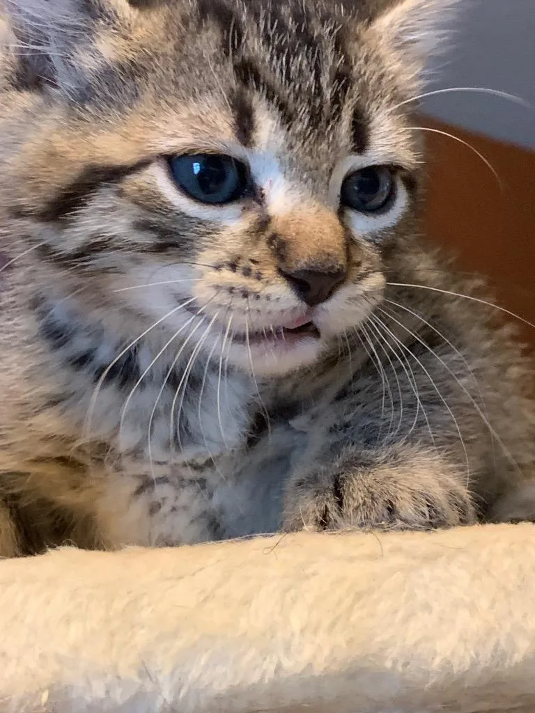 A baby medium-sized male Tabby cat named Basket for adoption in San Antonio, TX