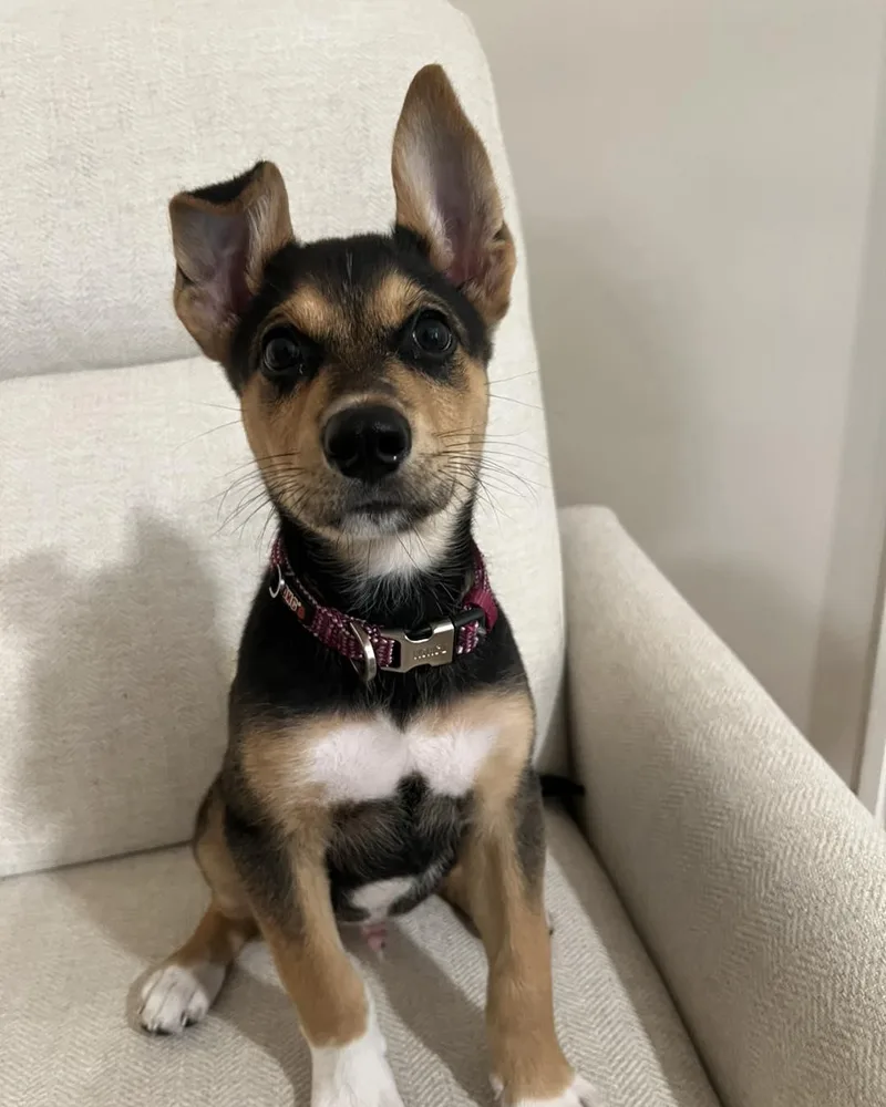 A baby medium-sized male Tricolor (Brown, Black, & White) German Shepherd Dog dog named Gibsie for adoption in Madisonville, LA