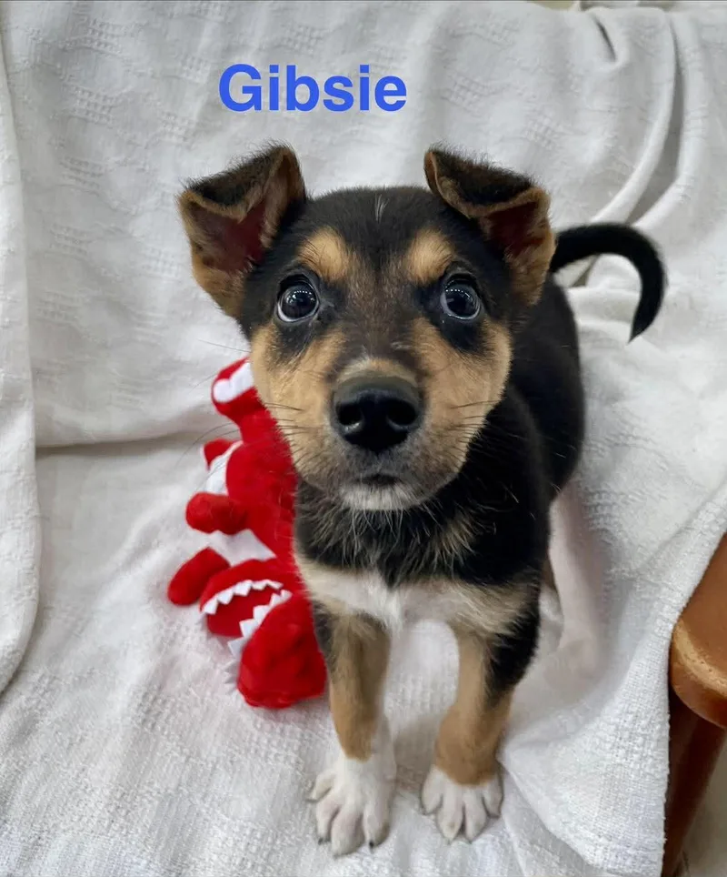 Gibsie thumbnail 3