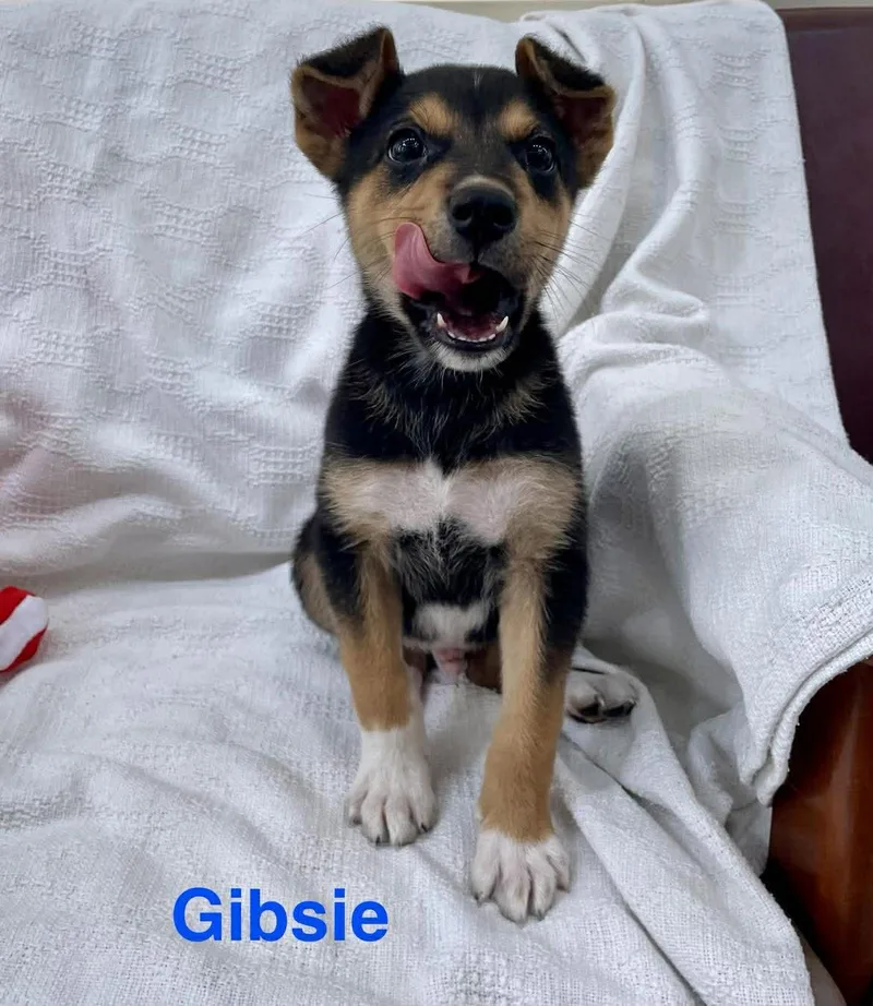Gibsie thumbnail 5