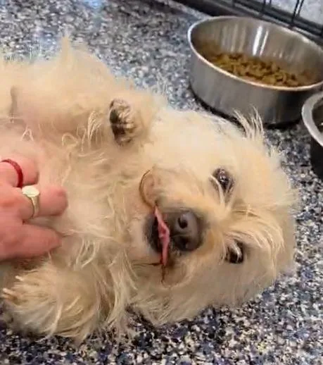 An adult medium-sized male Terrier dog named Ditto for adoption in Warren, MI