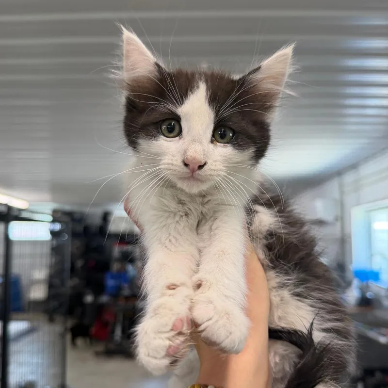 A baby small-sized male Black Domestic Medium Hair cat named Toffee for adoption in Spanish Fork, UT