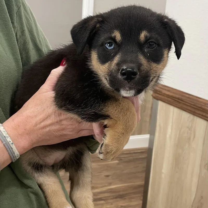 A baby small-sized female Tricolor (Brown, Black, & White) Mixed Breed dog named Juniper for adoption in Bryson City, NC