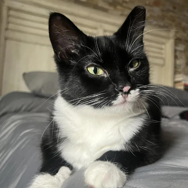 A young medium-sized female Black Domestic Medium Hair cat named Adidas for adoption in Gibsonia, PA
