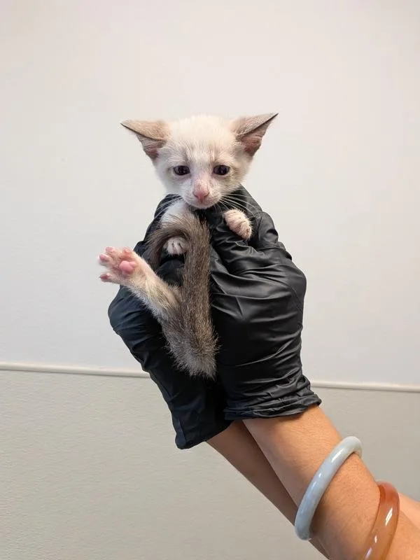 A baby small-sized female Domestic Short Hair cat named Tootie for adoption in San Diego, CA