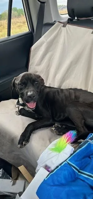 A young small-sized male Labrador Retriever dog named Moses for adoption in Newton, NC