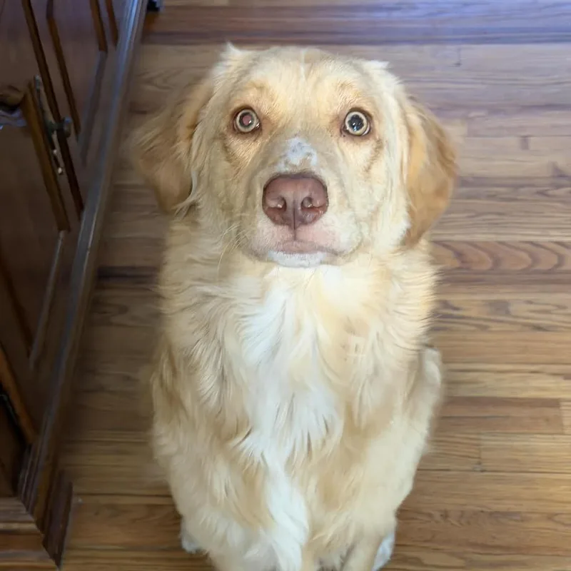 Daisy thumbnail 5