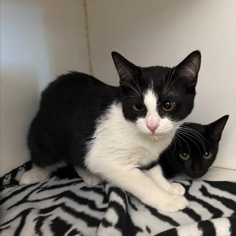 A baby small-sized female Black Domestic Short Hair cat named Tone for adoption in Wantagh, NY