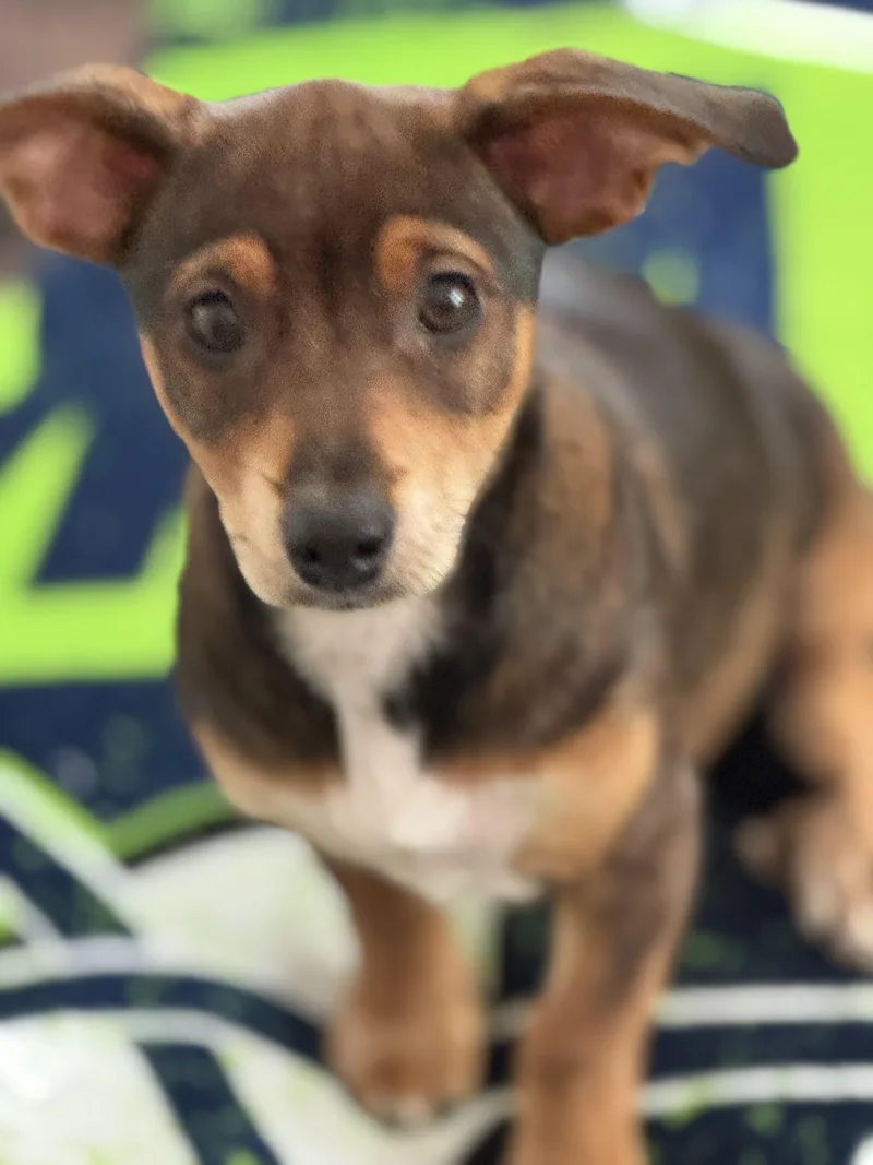 Mirabelle thumbnail 2