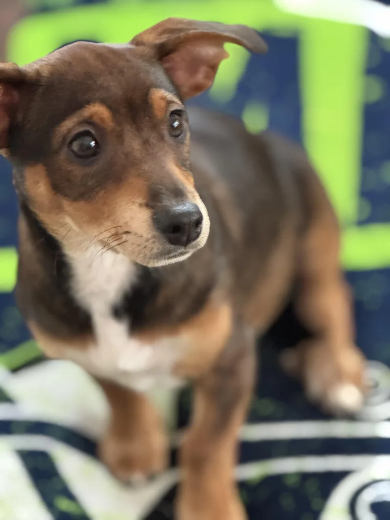 Mirabelle thumbnail 4