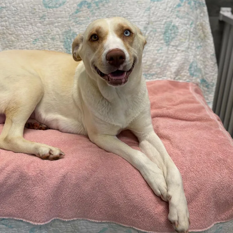 An adult medium-sized female Yellow / Tan / Blond / Fawn Labrador Retriever dog named Bindi for adoption in Wellington, FL