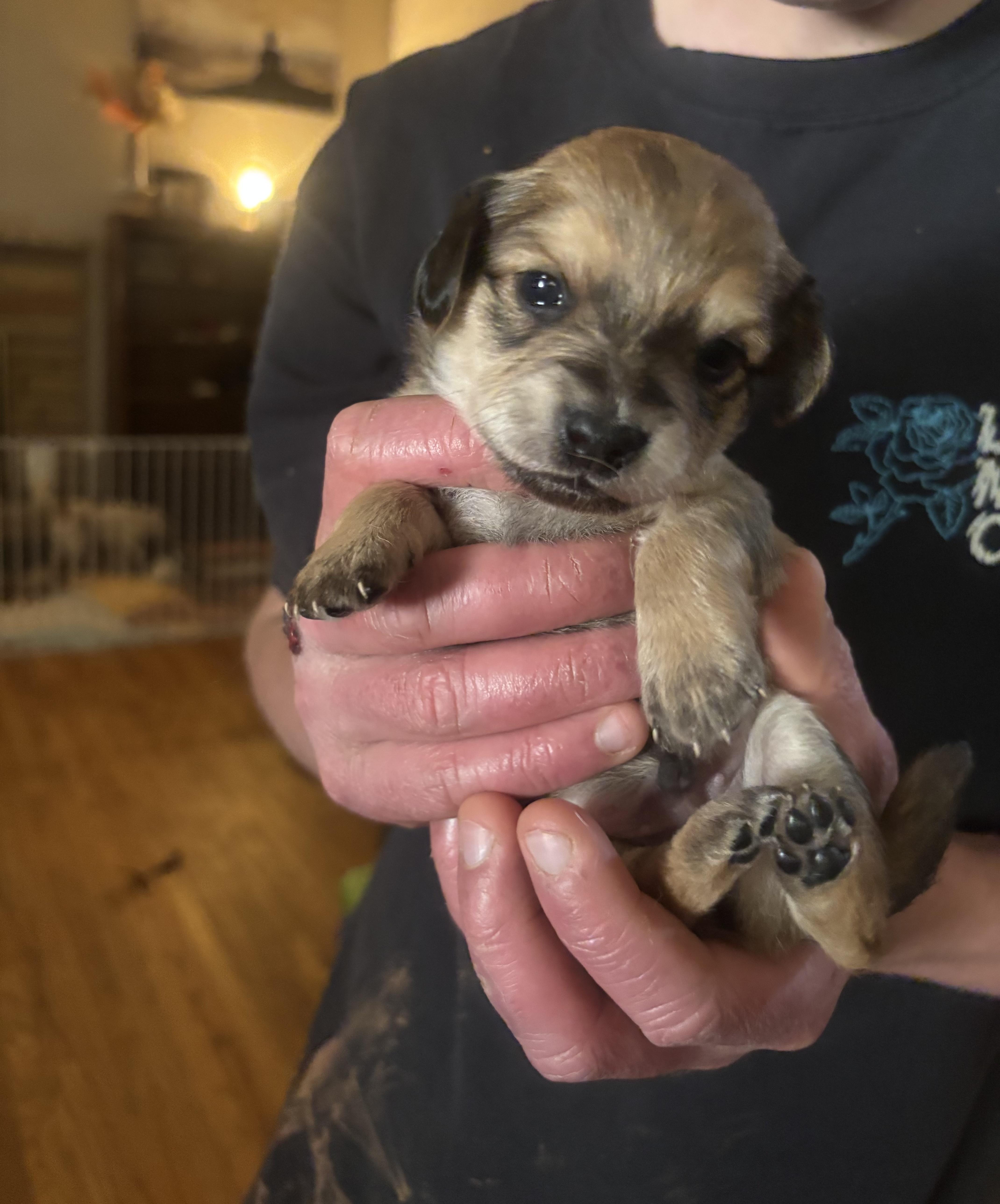 A baby small-sized male Chihuahua dog named Bowser for adoption in Discovery Bay, CA