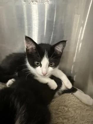 A baby medium-sized female Domestic Short Hair cat named Poppy for adoption in West Chester, PA