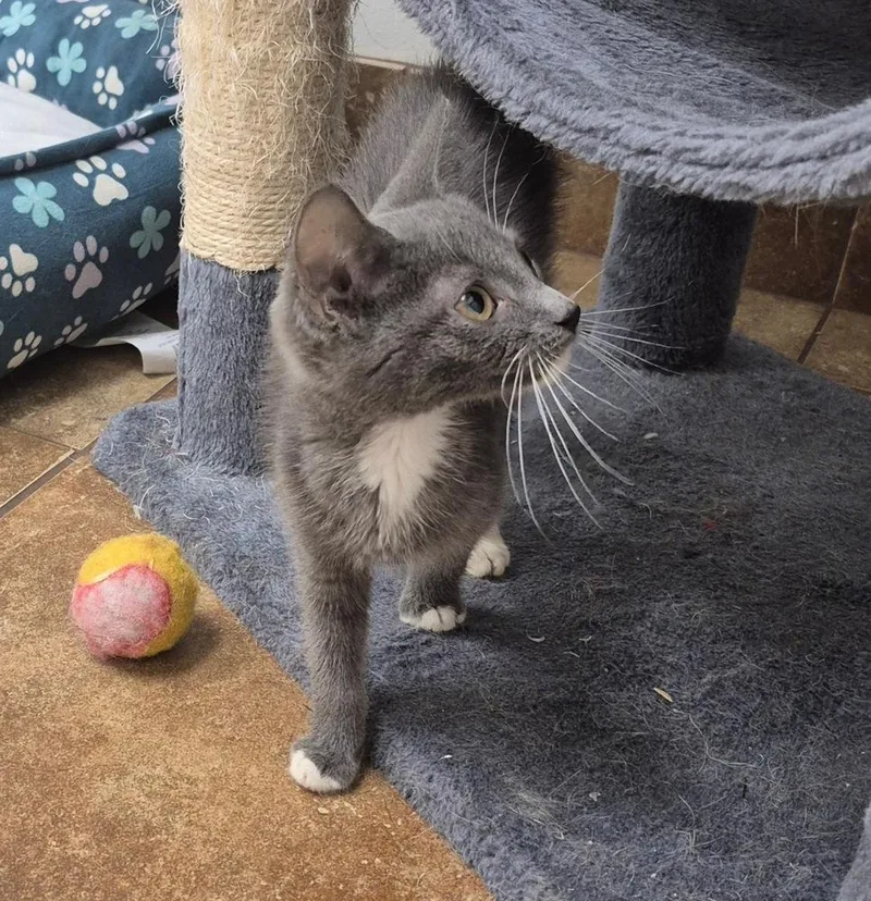 A baby small-sized male Domestic Short Hair cat named Sam for adoption in South Bend, IN