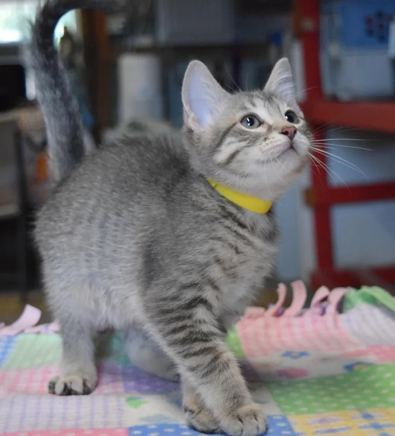 A baby medium-sized male Tabby (Gray / Blue / Silver) Domestic Short Hair cat named Travis for adoption in Bulverde, TX