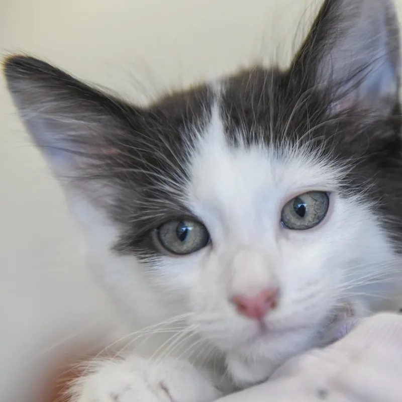 A baby small-sized male Black Domestic Short Hair cat named Tatum for adoption in Redwood City, CA