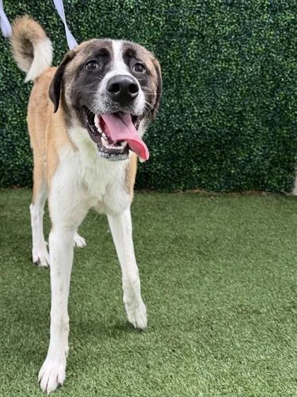 An adult large-sized male Saint Bernard dog named Beethoven for adoption in Largo, FL