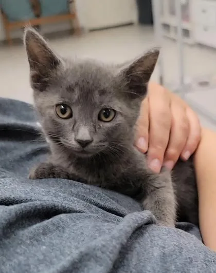 A baby medium-sized male Domestic Short Hair cat named Scooter for adoption in Elmira, NY