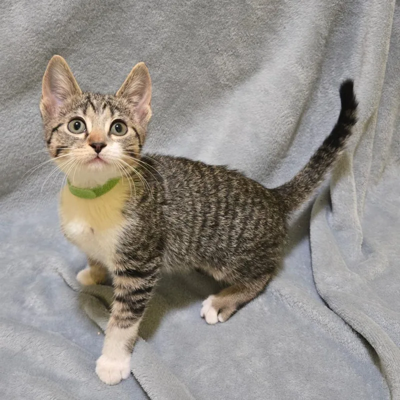 A baby small-sized female Brown / Chocolate Domestic Short Hair cat named Ulna for adoption in Brownsboro, AL
