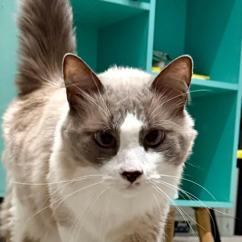A senior large-sized male White Himalayan cat named George for adoption in Durango, CO