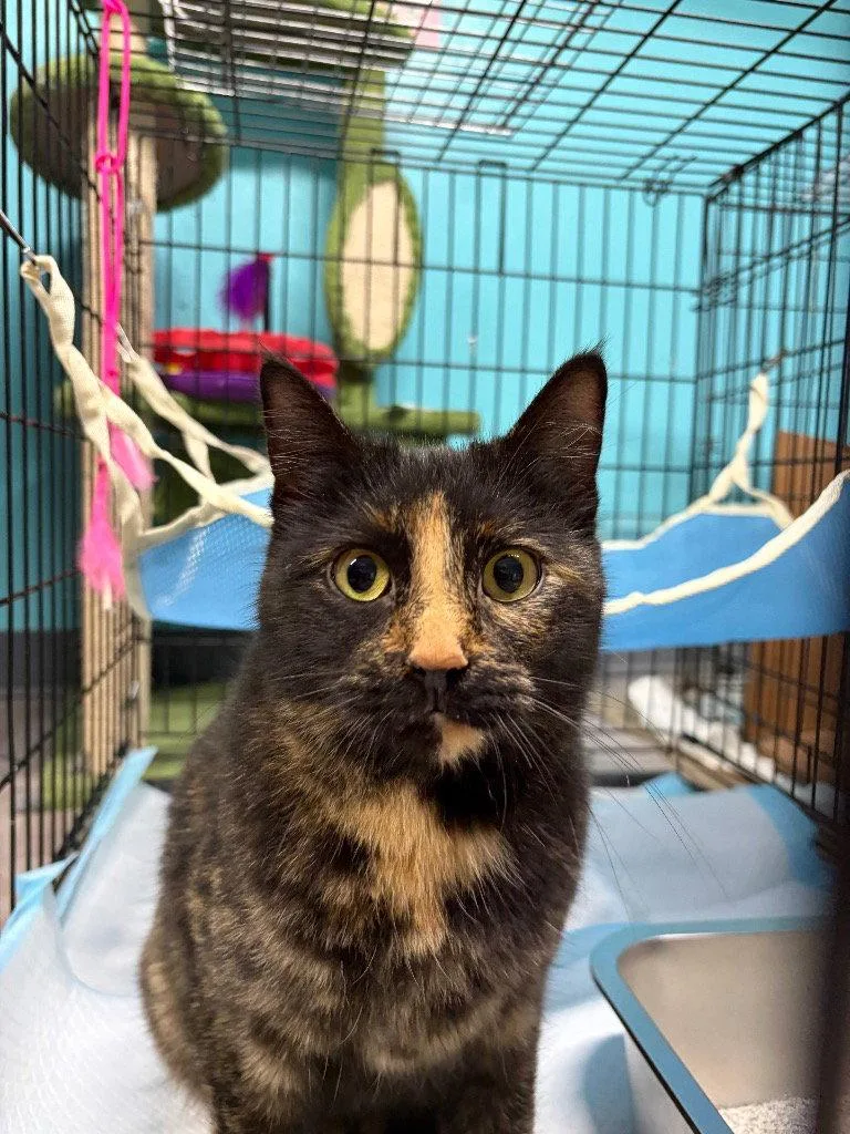 A young medium-sized female Domestic Short Hair cat named August for adoption in Battle Ground, WA