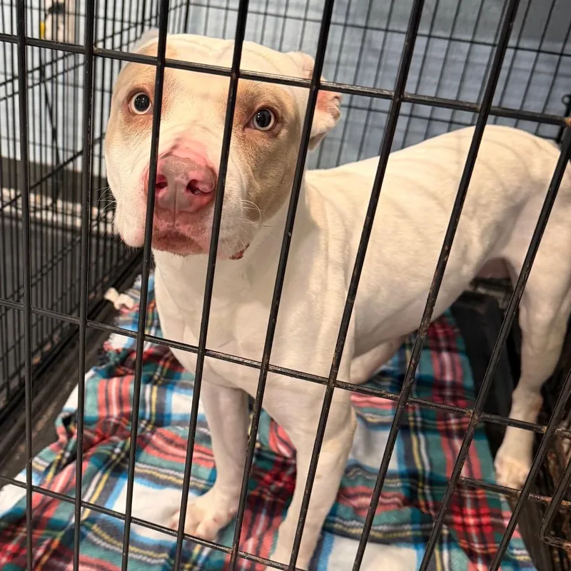 An adult medium-sized male White / Cream Mixed Breed dog named Muffin for adoption in Port Charlotte, FL