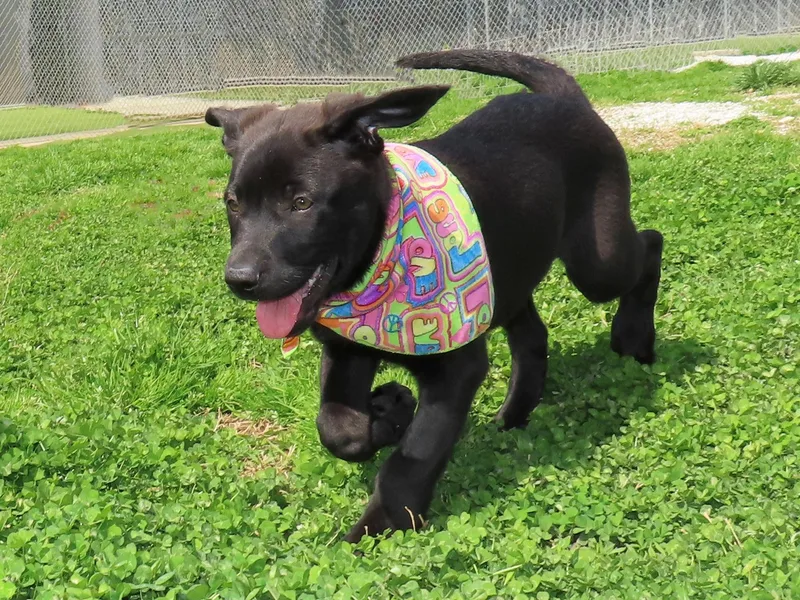 Kaboodle  Cb thumbnail 2