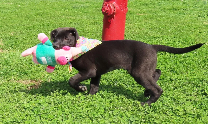 Kaboodle  Cb thumbnail 3