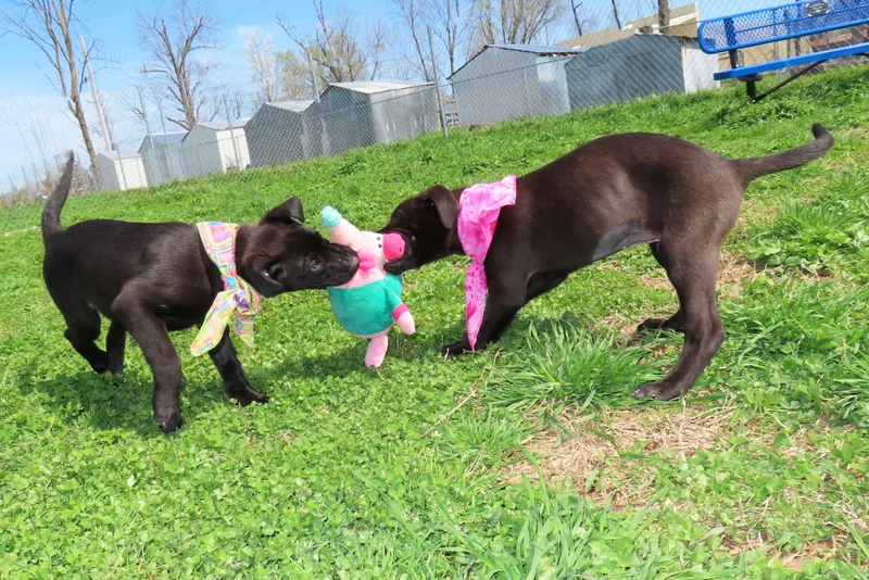 Kaboodle  Cb thumbnail 4