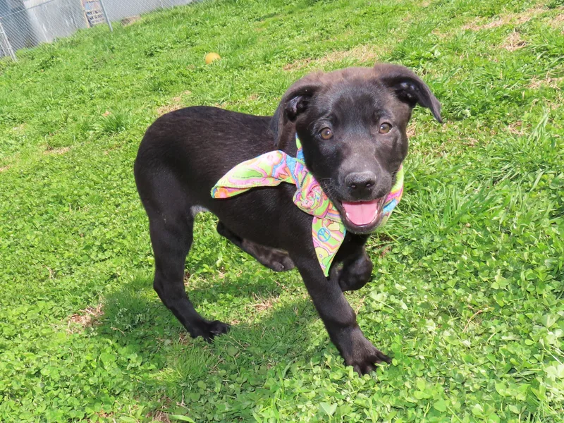 Kaboodle  Cb thumbnail 5